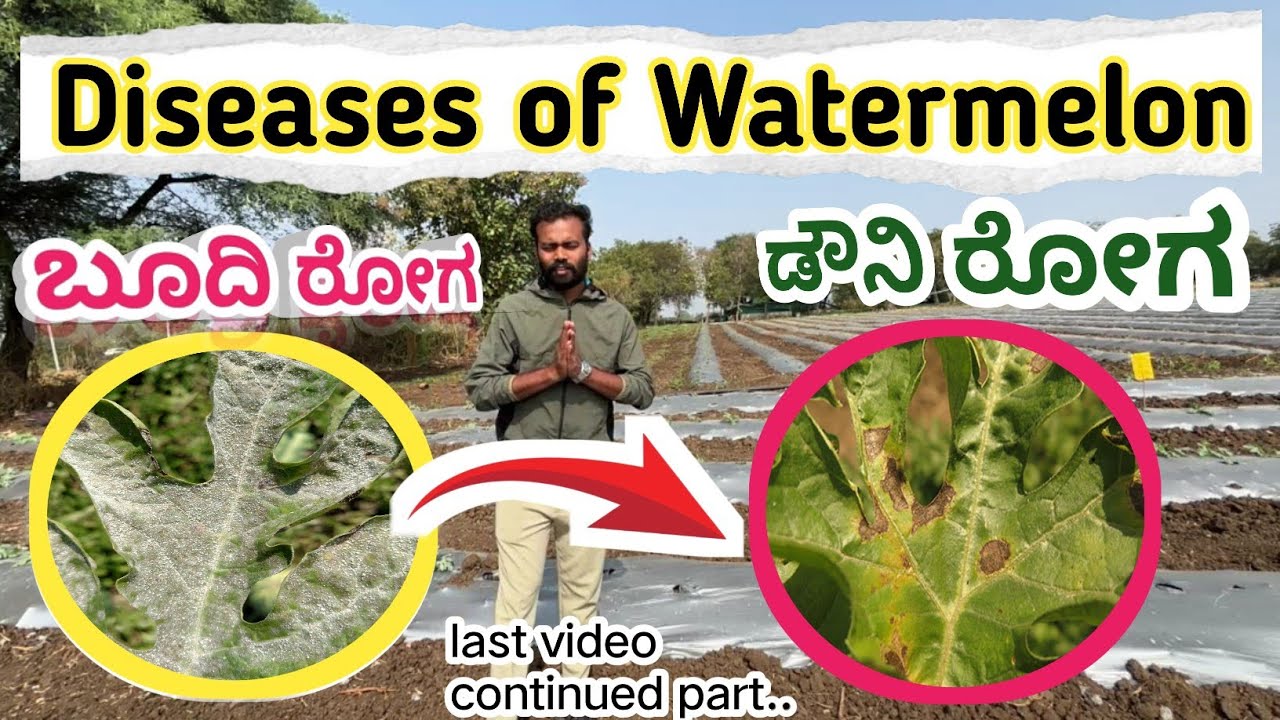 Watermelon Diseases Video No: 10