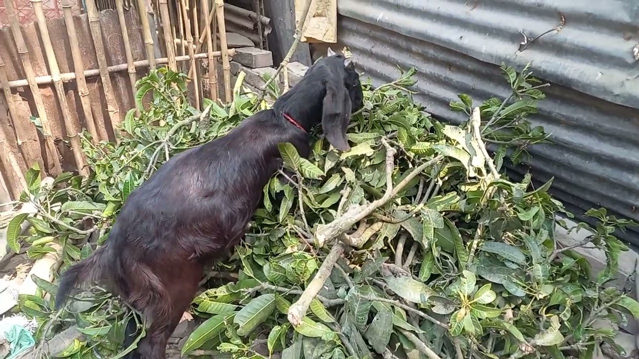 🐐 Goats Enjoying Mango Leaves 😋