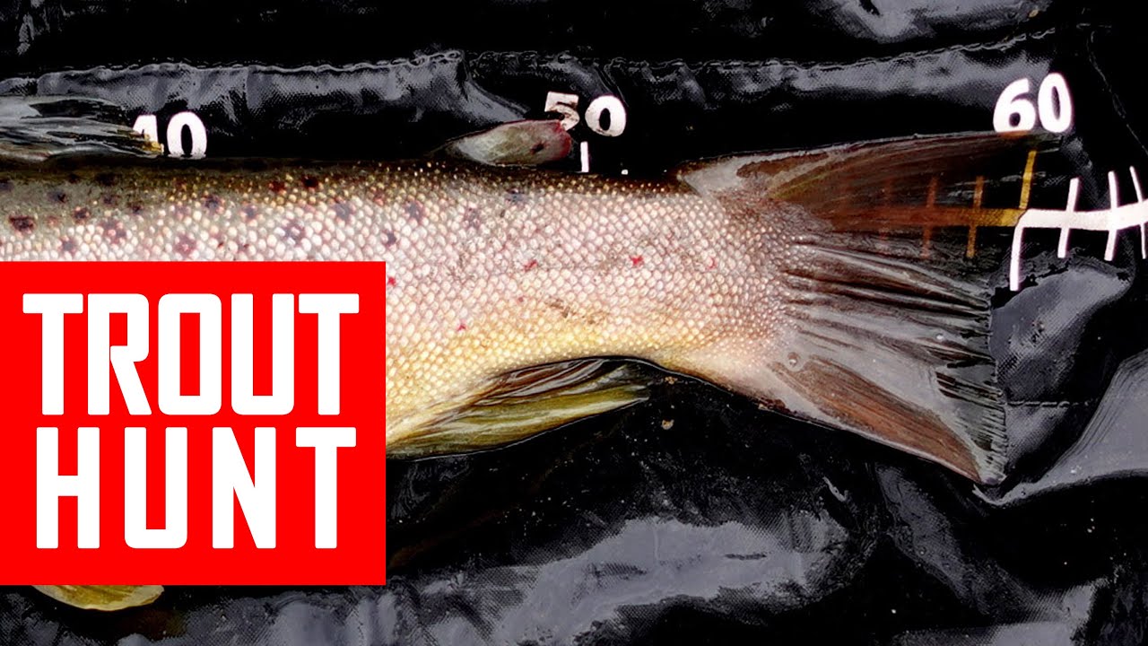 How to catch big Trout? BFS stream lure fishing