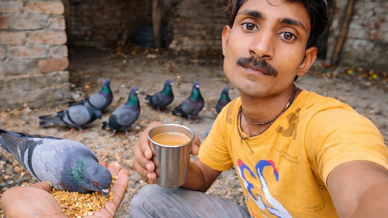 শুভ সকাল বন্ধুরা সকালে পায়রাদের খেতে দিতে এলাম My Pigeons KB🛑 live