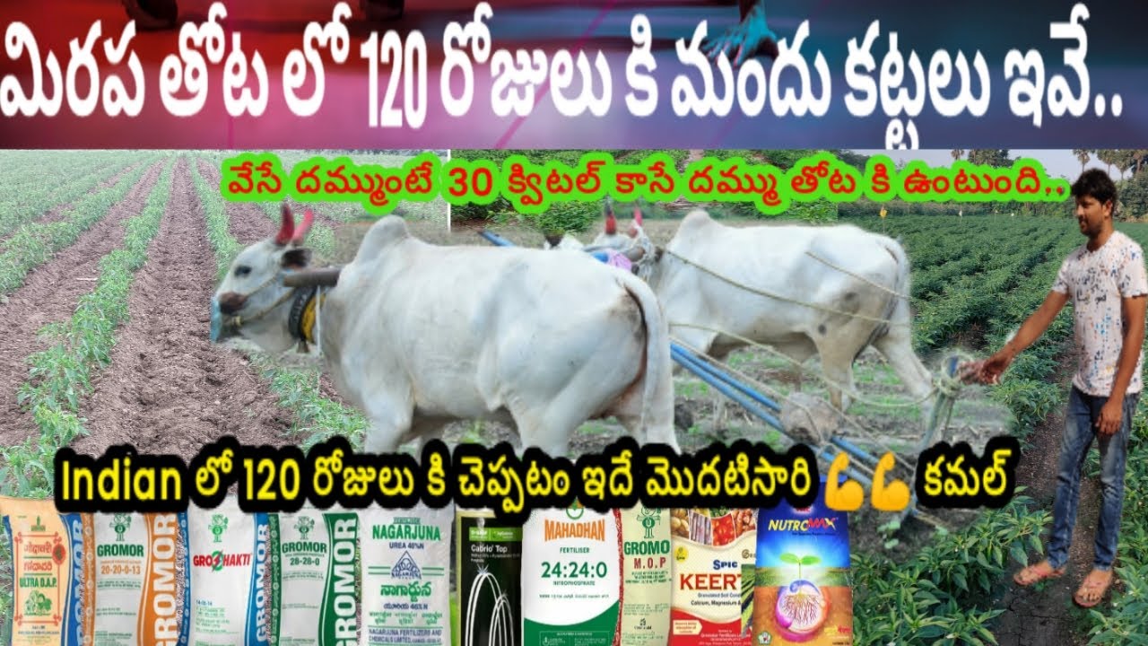#మిరప లో #మొదటి దఫా నుంచి ఆరోవ దఫా వరకు 120రోజులు ఏమి మందు (బలం ) కట్టలు ఇవ్వాలి #fertilizer #mirchi