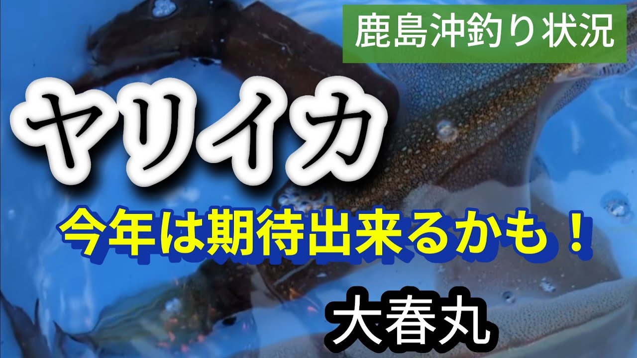 ヤリイカ釣り　鹿島沖　今年は期待出来そうだぞ！