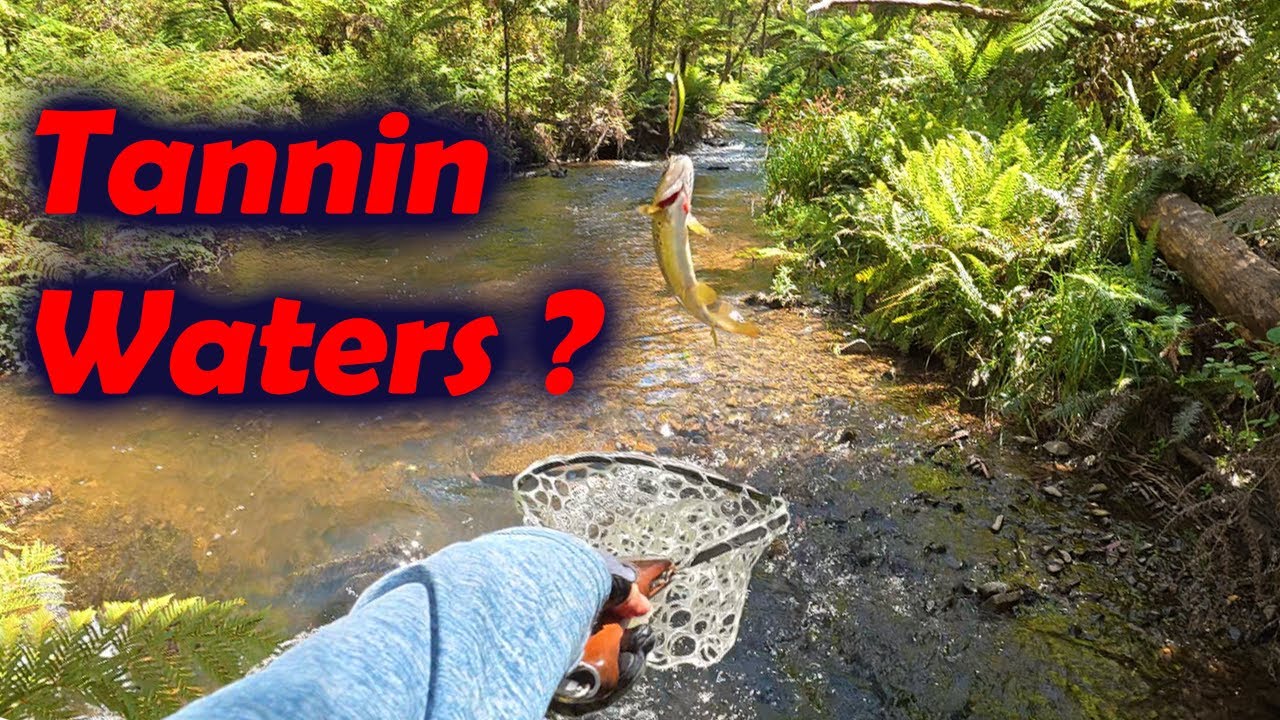 Mastering Tannin Streams: Vic High Country BFS Prospecting