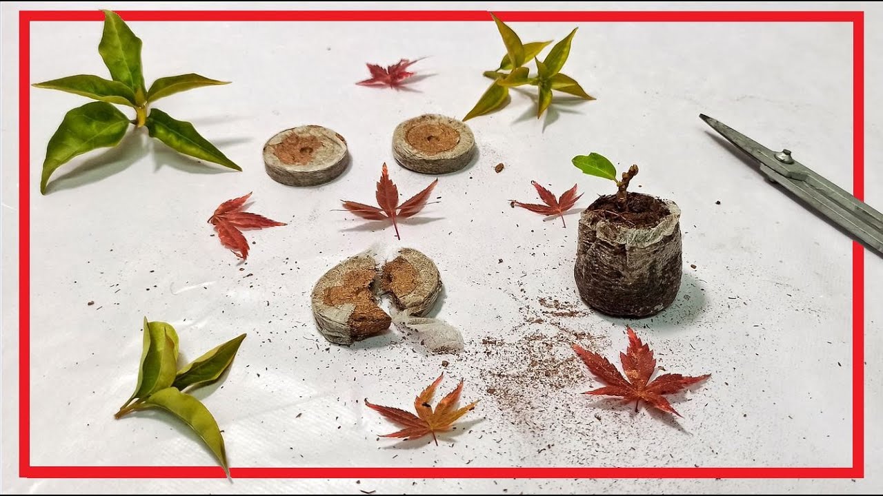 Jiffys, el semillero 🌱ECOL&Oacute;GICO 🌱 4K