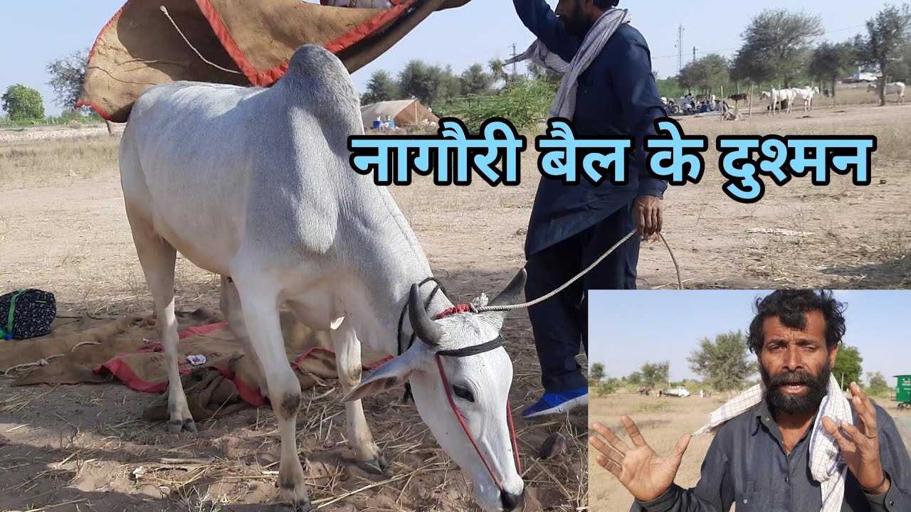 रक्षक ही सबसे बड़े दुश्मन हैं दुनिया के नंबर 1 नागौरी बैल के | nagour pashu mela 2022 | ox market
