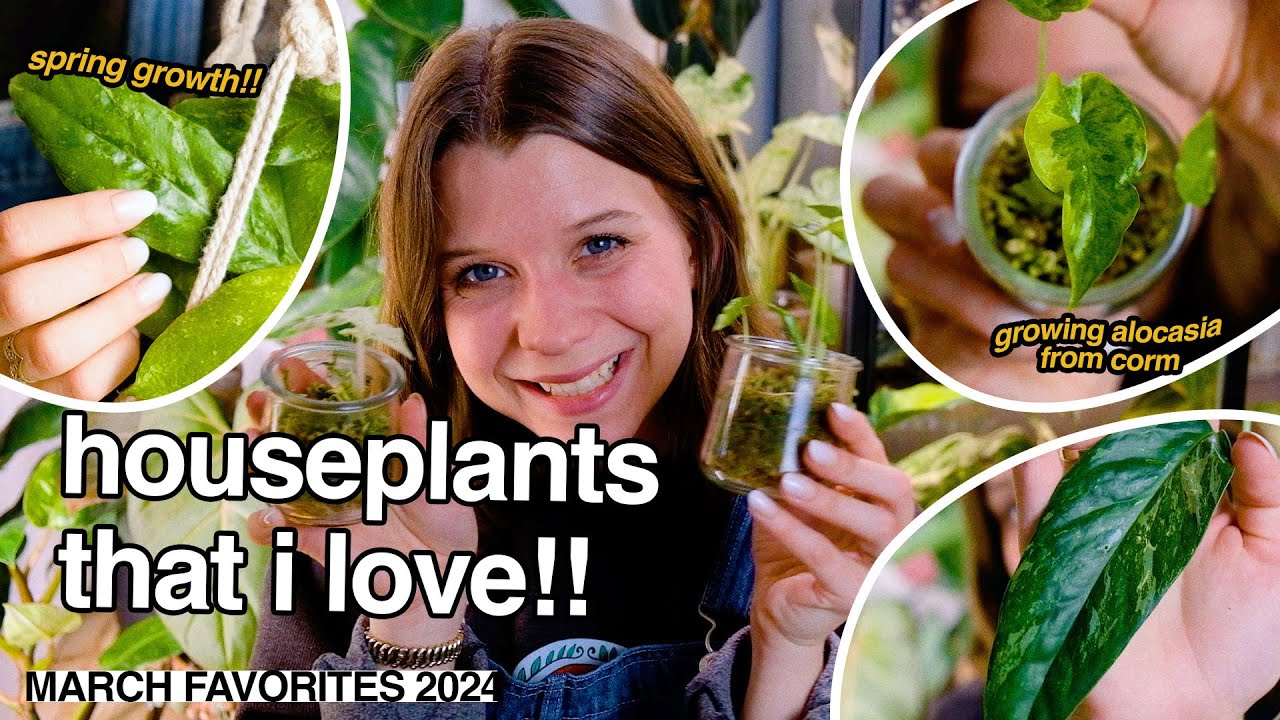 HOUSEPLANT FAVORITES | march 2024