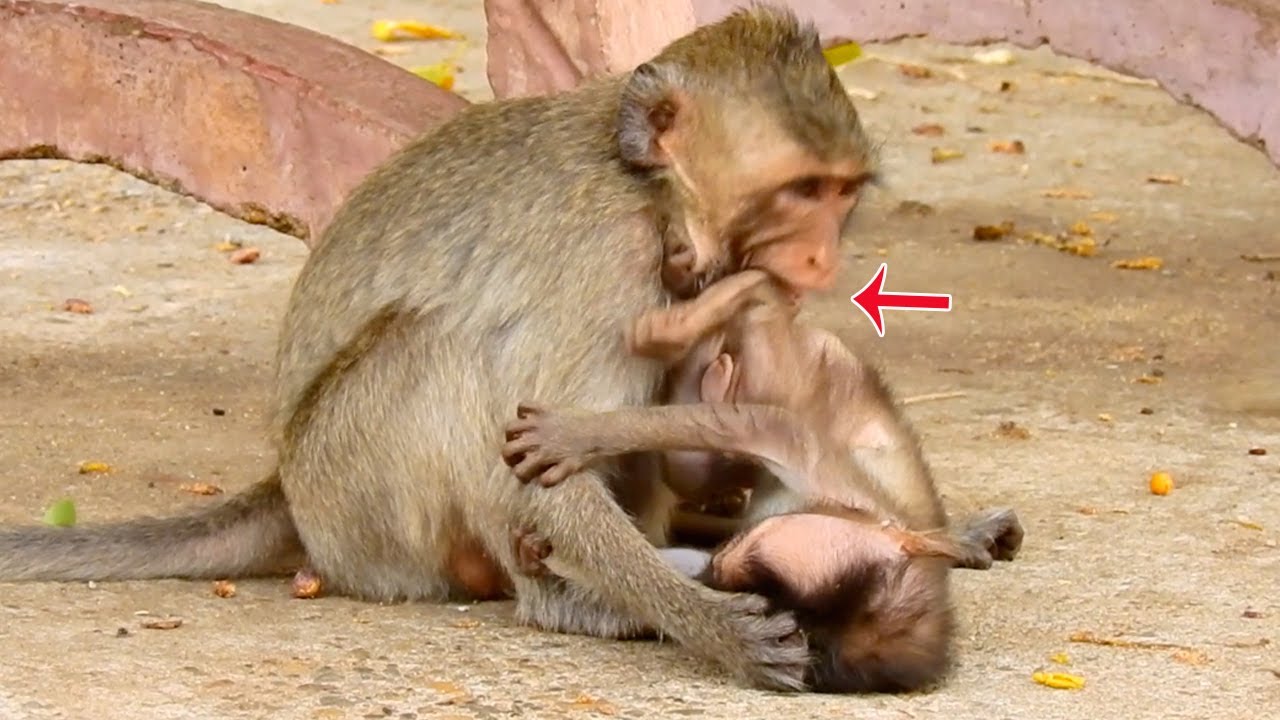 Why mommy let's Martin bited by the other so hurt?