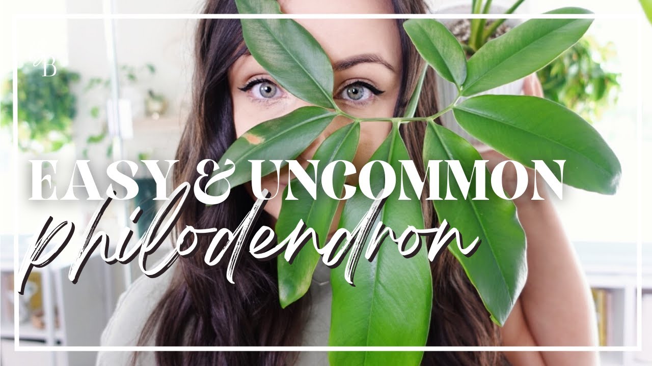 COMPLETE Philodendron Goeldii (Thaumatophyllum spruceanum) Care Guide | 'Fun Bun' Houseplant Care 🌿