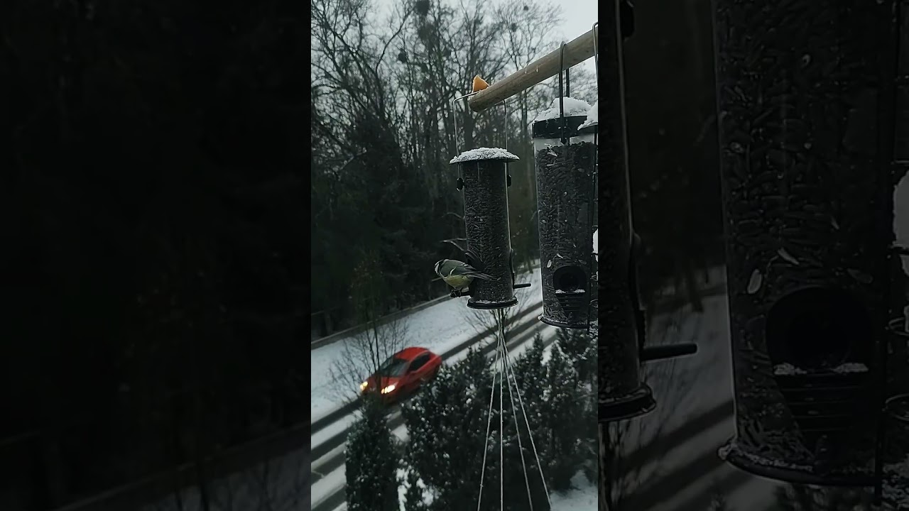 Modraszki i bogatki przy moich karmnikach tubowych / Blue and great tits at my tube bird feeders