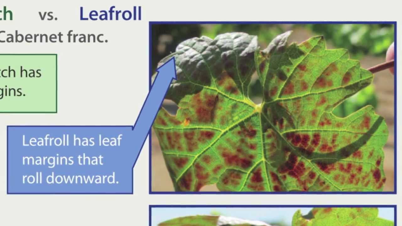 Grapevine Red Blotch Disease