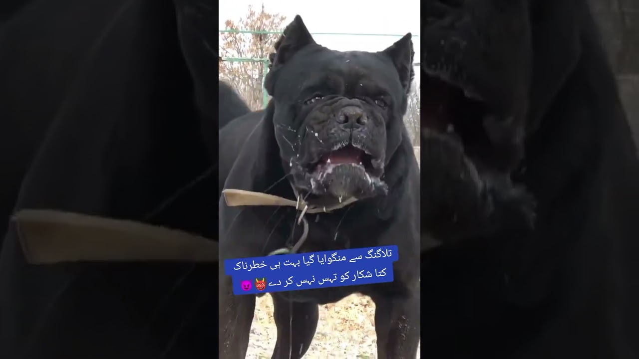 duniya ka khatarnak dog pitbull 