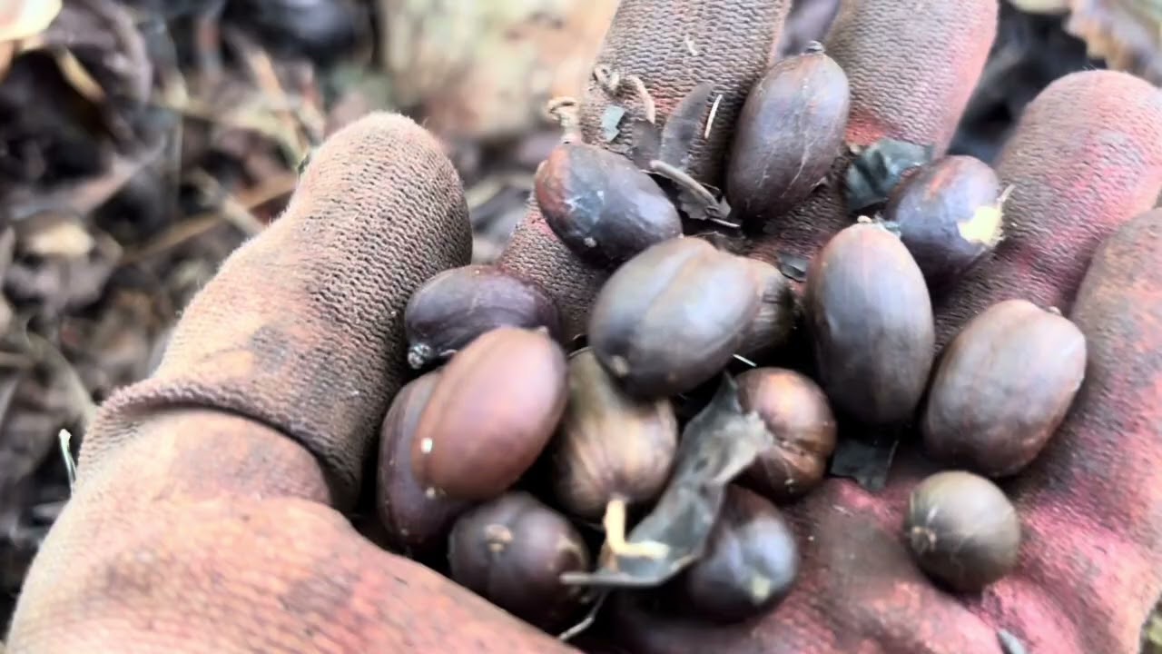 GL(t46).CUỘC SỐNG nông thôn.Mót cà nhiều ngày mà chưa mua được cái áo mới mặc Tết 🧧!