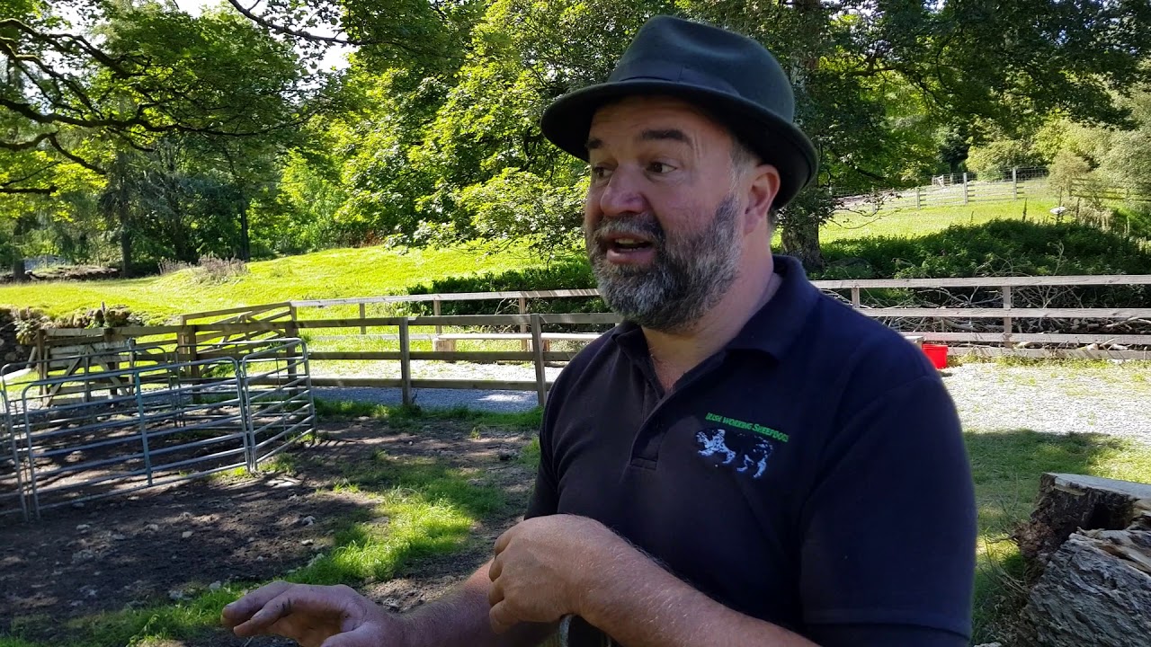 Training a sheepdog to shed with Michael Crowe