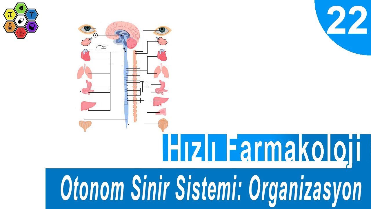 OTONOM SİNİR SİSTEMİ: ORGANİZASYON 1 | Hızlı Farmakoloji #22