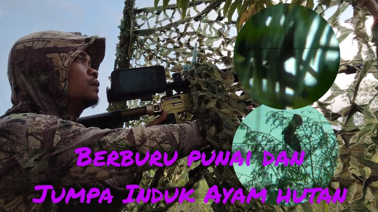 BERBURU PUNAI DI SPOT ISTIMEWA || jumpa Induk Ayam hutan bawak anak