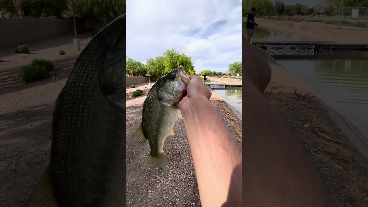 В этом крошечном канале водятся ОГРОМНЫЕ рыбы 🐟🎣