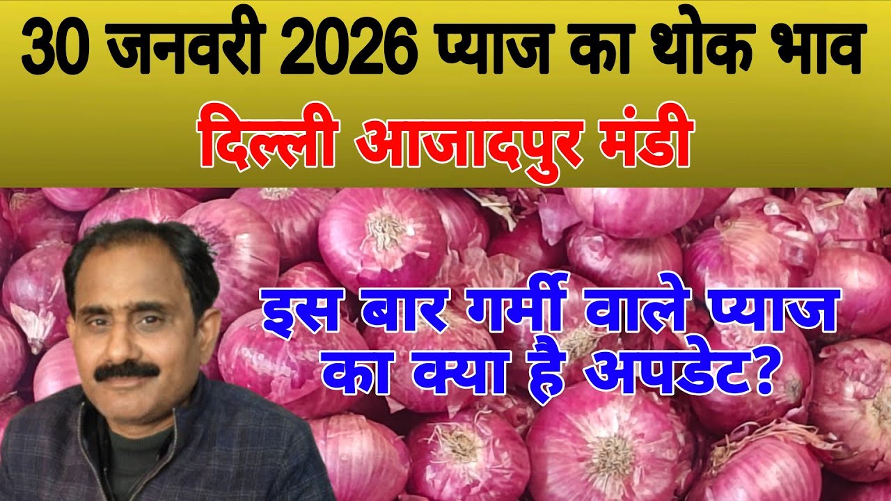 इस बार गर्मी वाले प्याज का क्या है अपडेट | Today onion price | pyaj ka bhav #onionprice #pyaj #onion