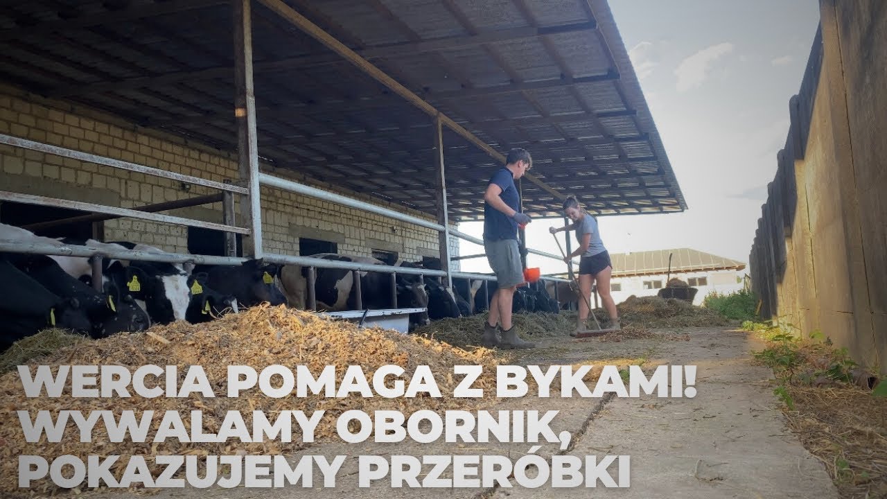 Wywalamy obornik, jak przerobiliśmy kojce od Byków?