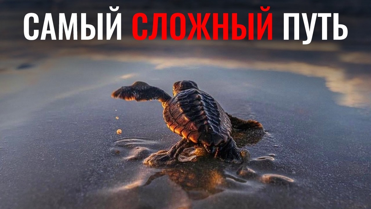 Почему у Морской черепахи Самая Жестокая Жизнь?