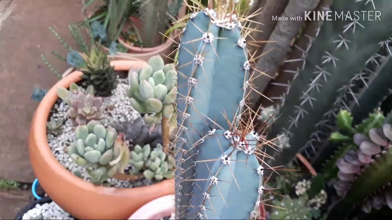 A origem do Cacto Azul: pilosocereus ou Mandacaru de Facho!@SileneCactos