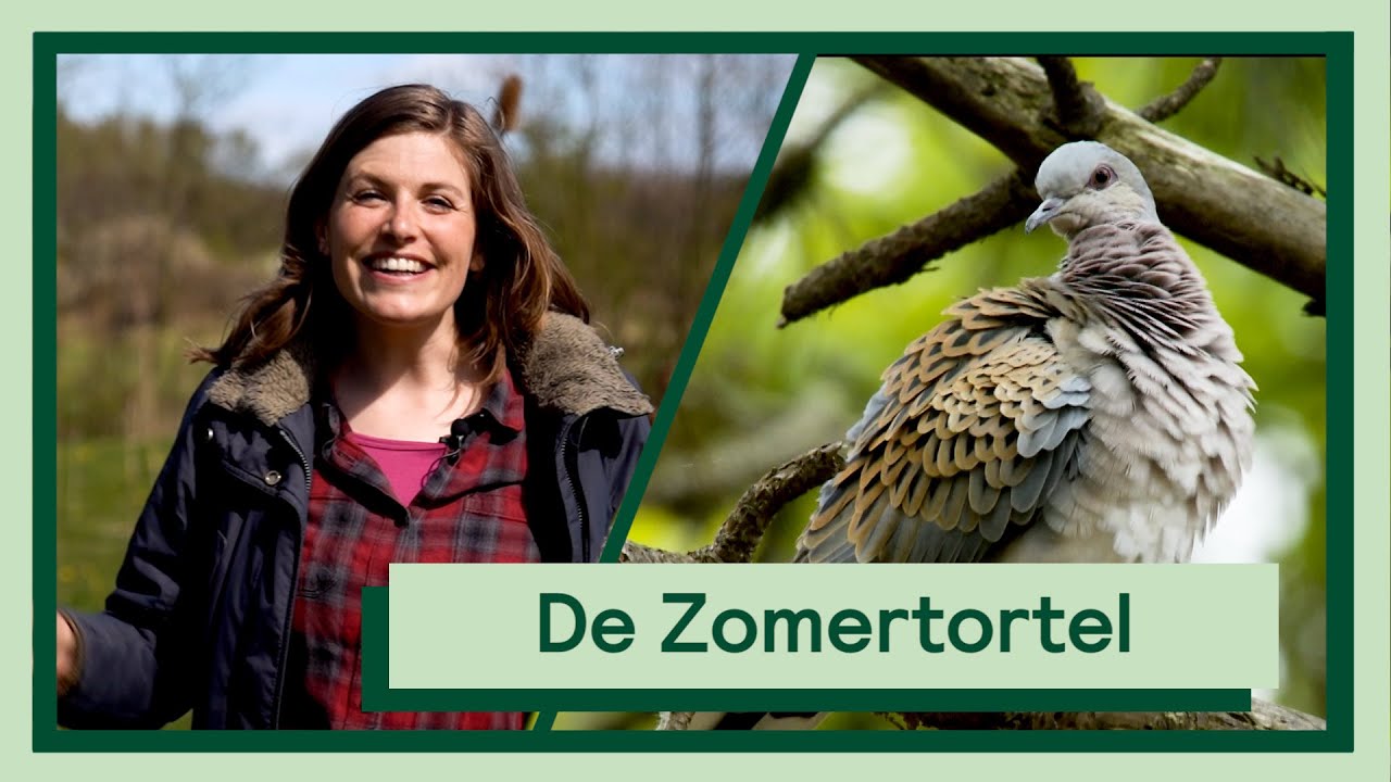 De Zomertortel | Uitvogelen met Camilla