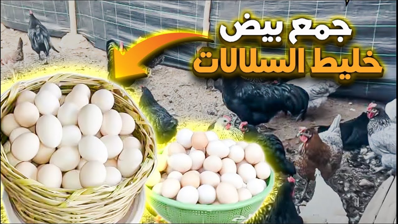 جمع بيض خليط السلالات و بداية موسم موفق للجميع و شرح طريقة بيع منتوجات المزرعة بيض مخصب و الكتاكيت