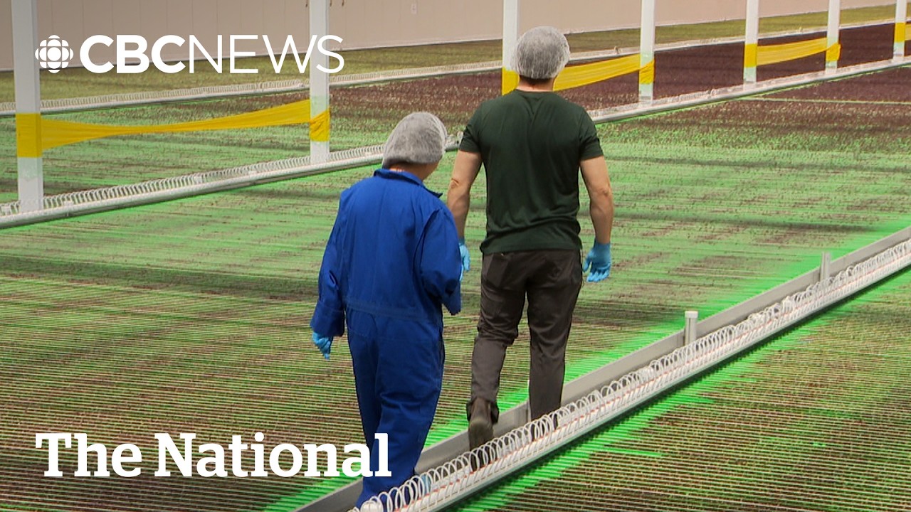 AI-grown lettuce could help ease the U.S. trade war pain
