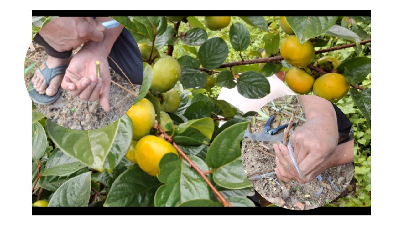 How to graft persimmon fruits tree
