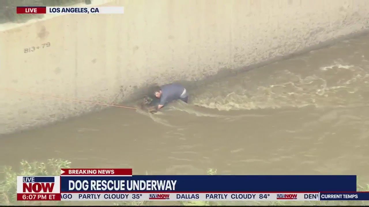 Dog rescued from LA River | LiveNOW from FOX