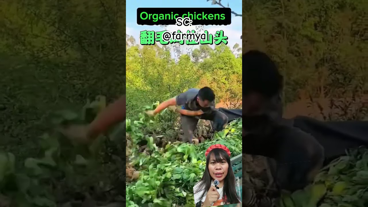 Ayam Kakek Pasti sehat 