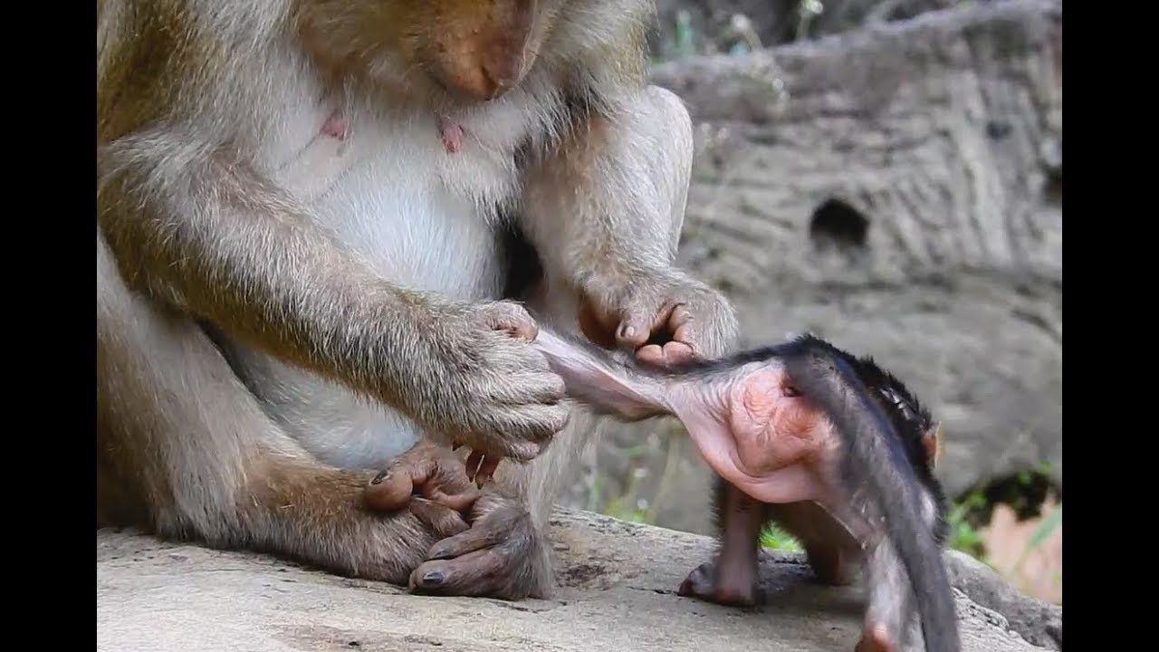 Why Pigtail monkey Ashley No have Baby? She Wants to have her own Children.