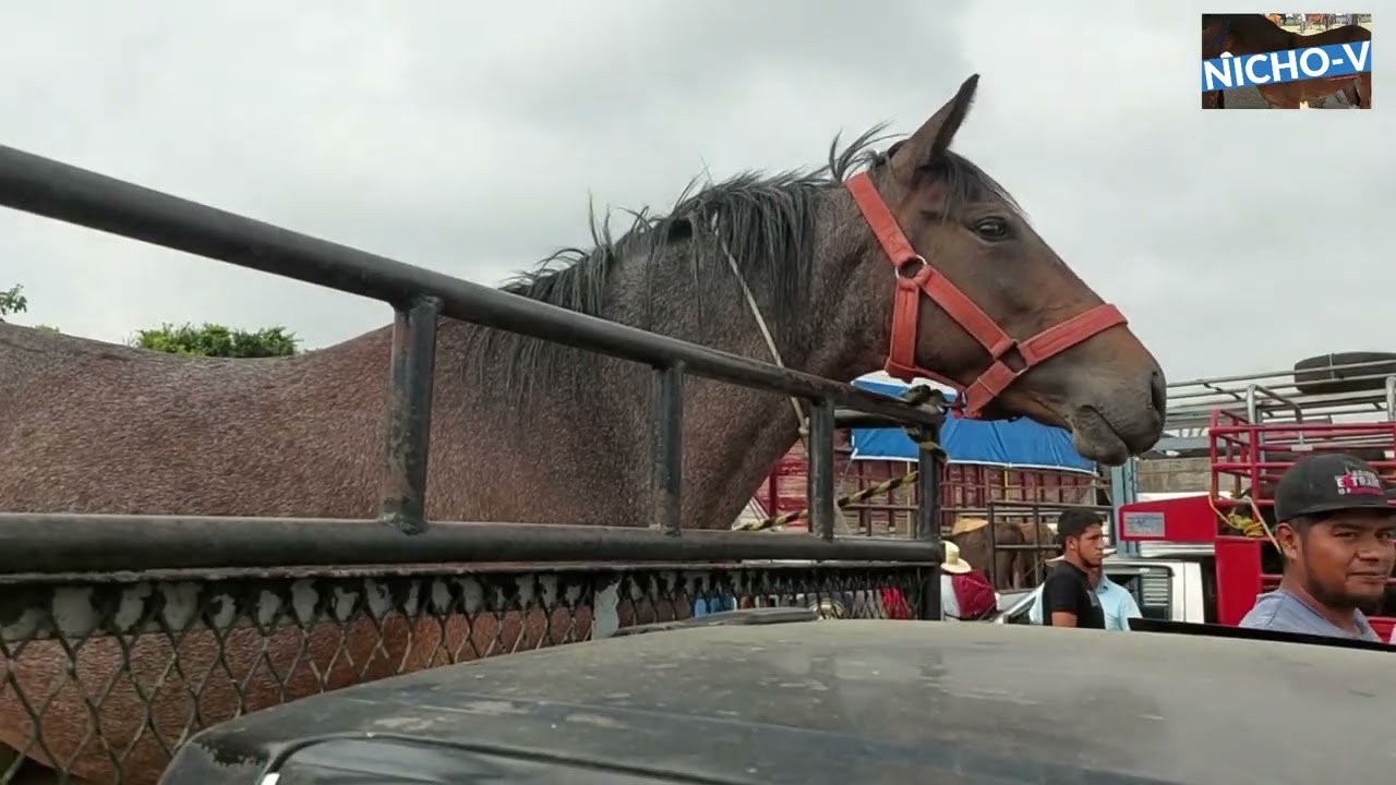 BUENOS CABALLOS,YEGUAS,MULAS Y BURROS DE VARIAS PLAZAS GANADERAS.