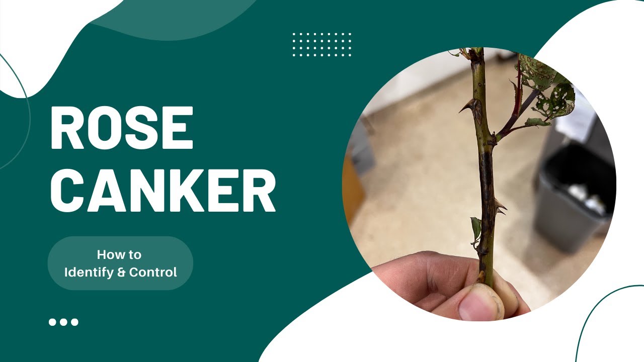 Rose Canker Identification and Treatment