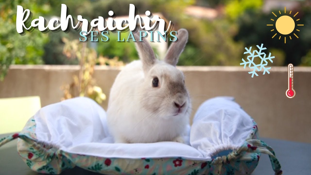 Rafraichir son lapin et les aider a luter contre la chaleur