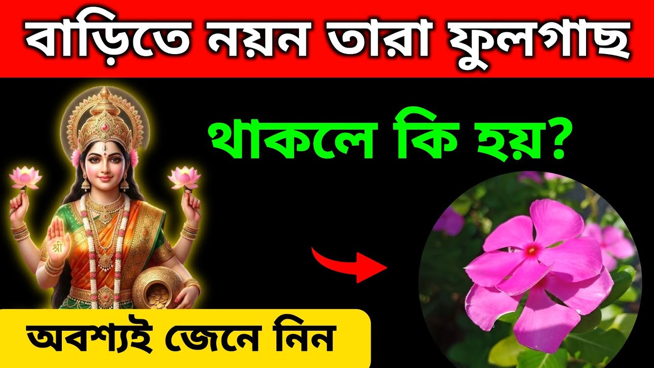 বাড়িতে নয়ন তারা গাছ থাকলে কি হয় | জানলে অবাক হবেন 😱