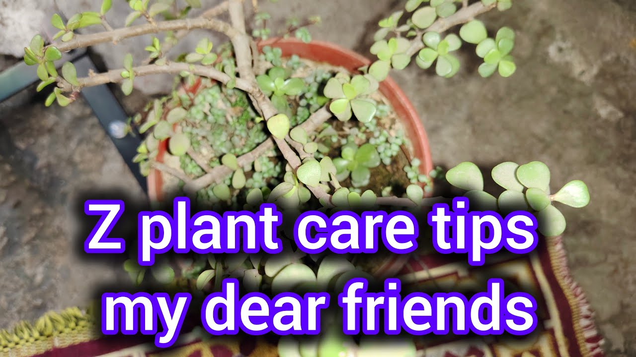 Gudia Little Garden is live! Z plant care tips my dear friends🤗🙏😃