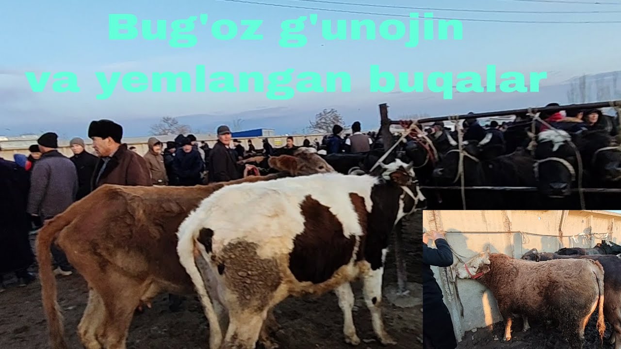 Jizzax v Zomin tuman mol bozori