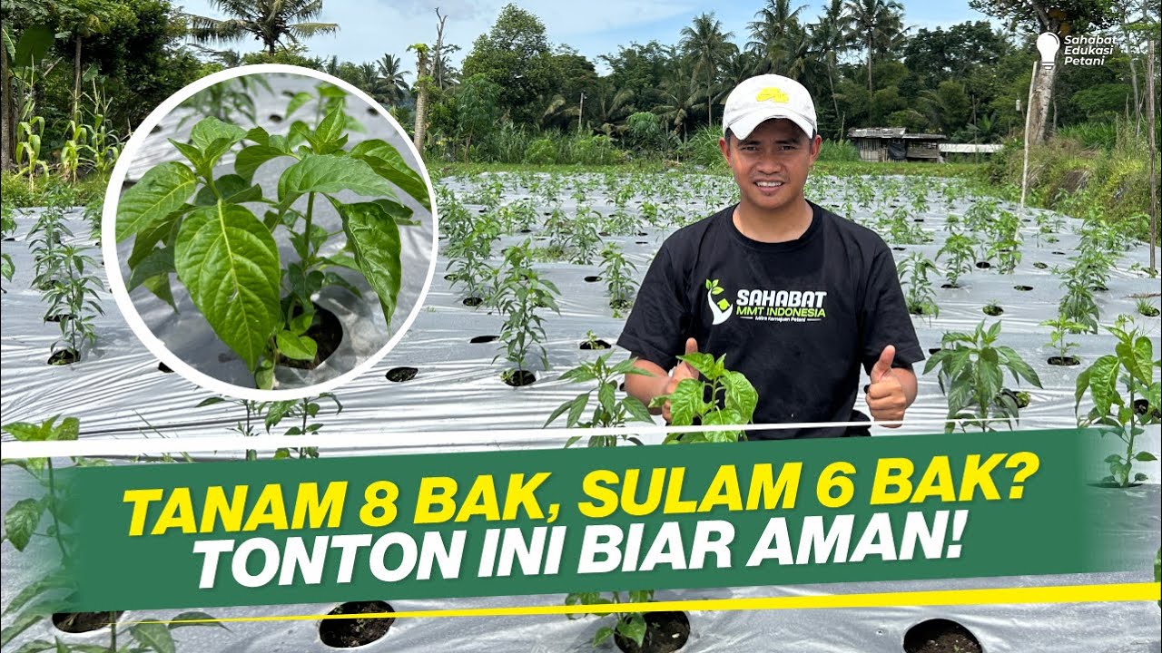 CARA TANAM CABAI BEBAS KELAYUAN ‼ METODE CELUP SEBELUM TANAM ‼