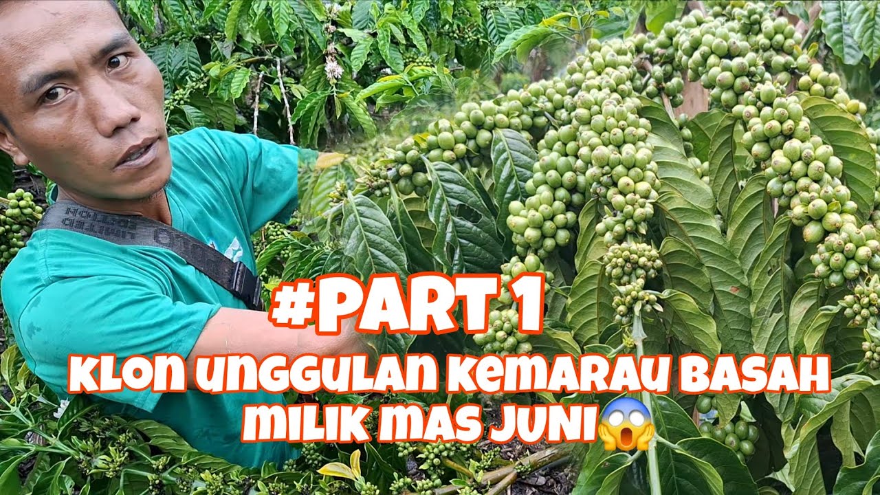 Terungkap jenis klon robusta tahan cuaca kemarau basah