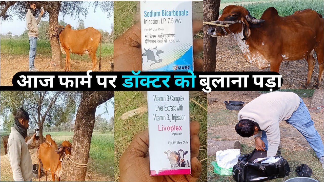 आज फार्म पर डॉक्टर को बुलाना पड़ा #hfcow #cow #baffalo #farming #dairyherd #animals #murraha #dairy