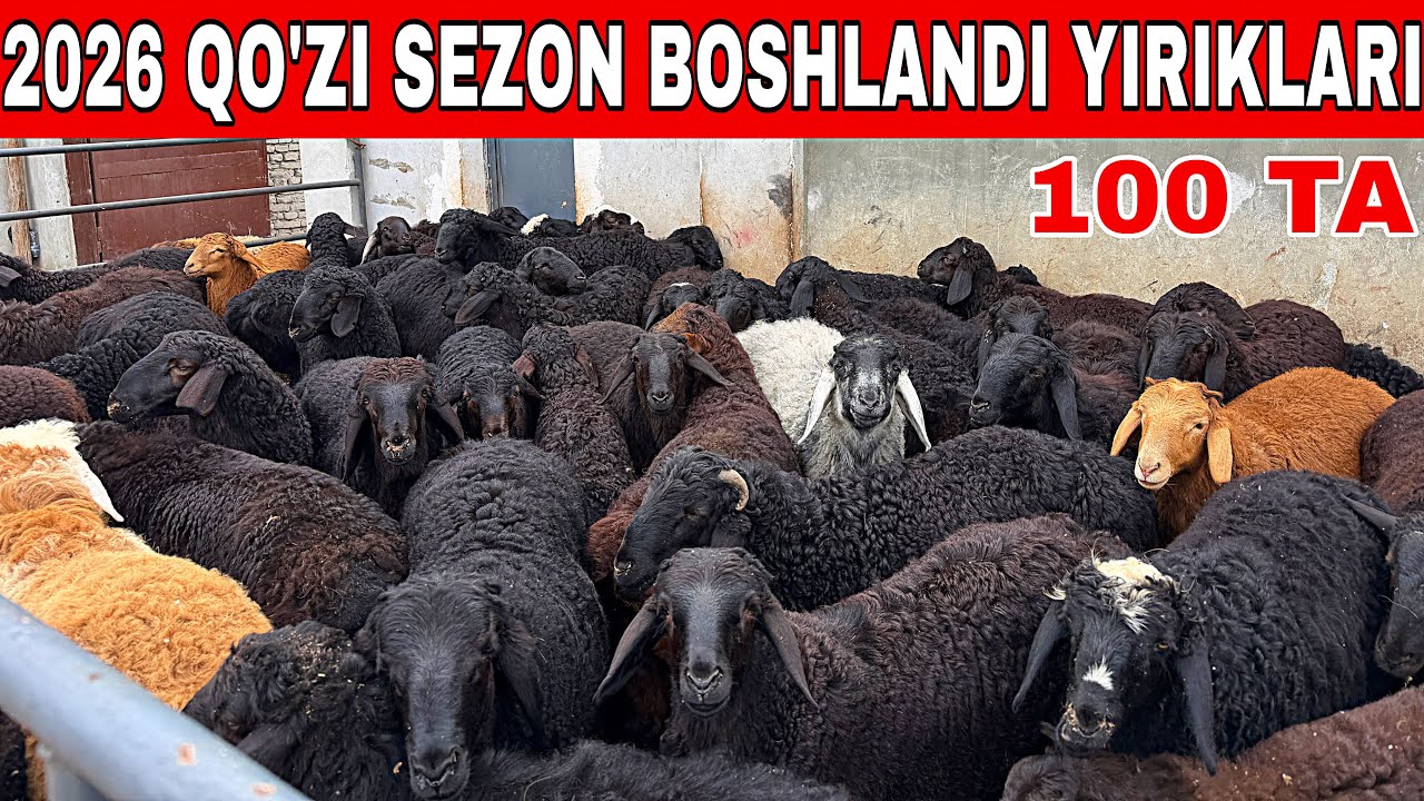 2026 QO'ZILARNI VELIKANLARI KELDI ULGIRIB QOLING 