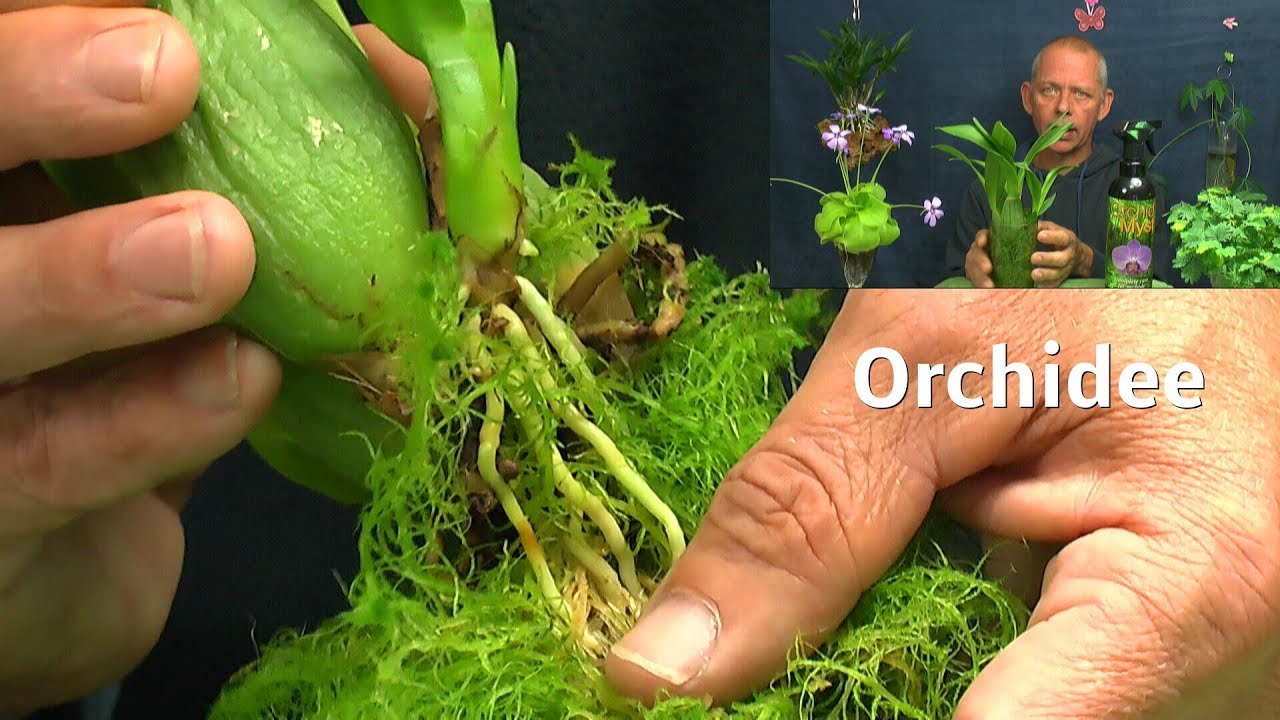 Orchidee in der Anzucht was ist möglich