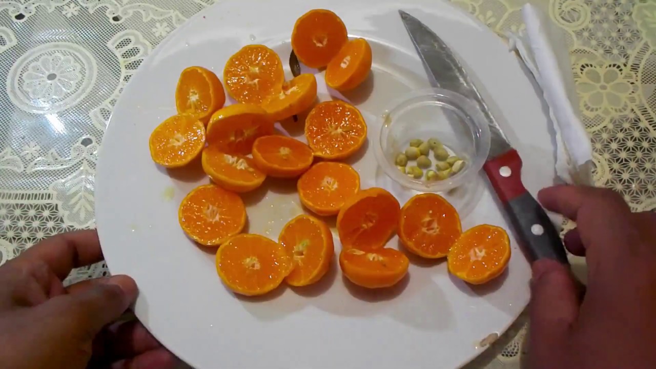 cara menyemai biji jeruk dengan mudah agar cepat tumbuh dan berbuah