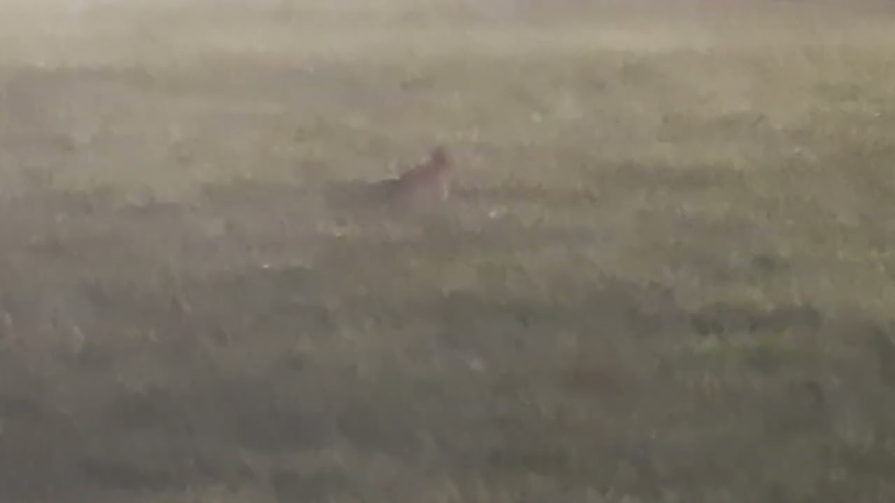 more park  rabbits