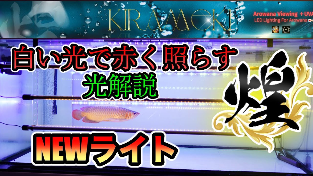 大人気ライトが更なるアプデで新登場『NEW煌』白い光で紅龍を赤くするライト　アロワナ　タンニング