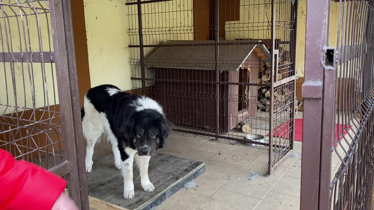 Ciobanesc de Bucovina in dresaj , dupa ce a muscat 2 membri ai familiei.