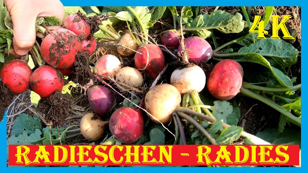 Radieschen pflanzen - Bunte Radieschen und rote Radieschen von Fr&uuml;hjahr bis Anfang Winter - Radies