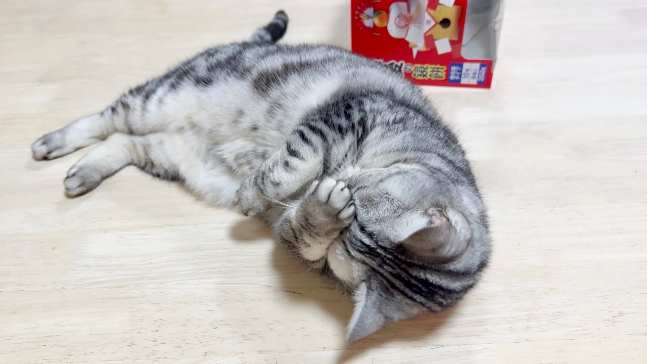 正月から正解に悩むあいちゃん。