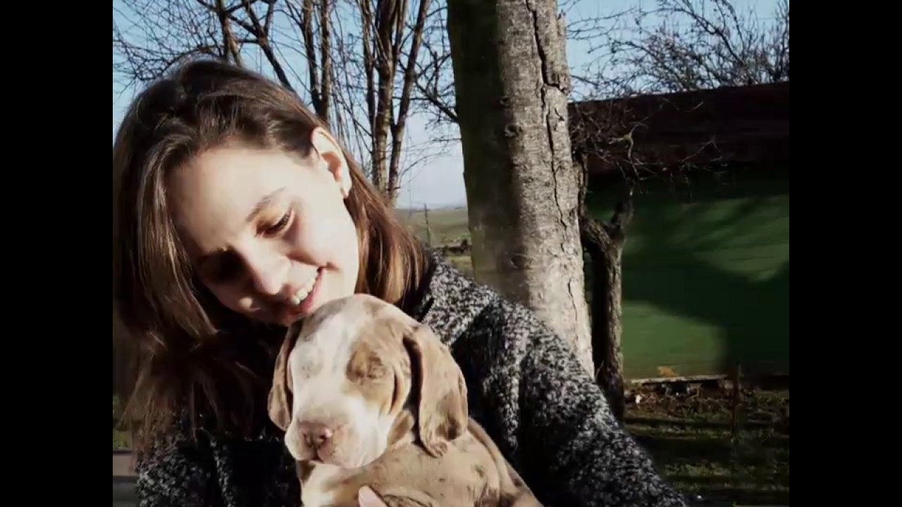 Louisiana Catahoula Leopard Dog - LEO