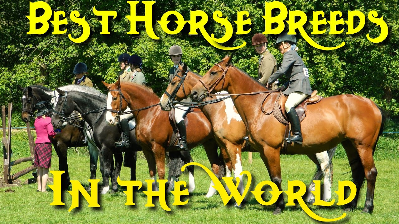 Best Horse Breeds For Every Modern Day Equestrian Uses || Wired Equestrian ||